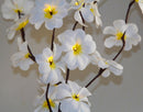 1 Set of 50cm H 20 LED White Frangipani Tree Branch Stem Fairy Light Wedding Event Party Function Table Vase Centrepiece Decoration - NuSea
