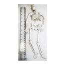 30cm white hanging skeleton size reference