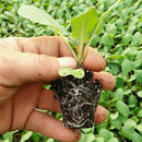 GREENHAVEN Seedling Trays Seed Starter Tray - 4 Pack, Adjustable Ventilation_1