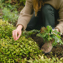 GREENHAVEN Seedling Trays Seed Starter Tray - 4 Pack, Adjustable Ventilation_3