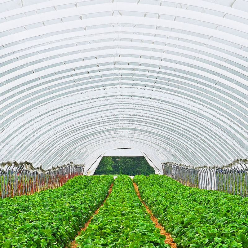 Greenhouse Film Cover Greenhouse Film UV Resistant Polyethylene Covering Garden Plants Flowers Agriculture_0