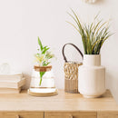 Hydroponic Plants Glass Flower Pots Home Decoration Transparent Small Vase Plant