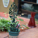 Trellis for Potted Plants Garden Trellis for Climbing Plants