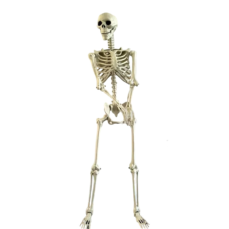 Life Size Standing Skeleton with Movable Joints