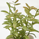 3 Pack of Artificial Herb Potted Plants in White Plastic 5cm Pot Interior Decoration