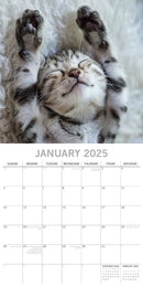 Cat Naps - 2025 Square Wall Calendar Pets Animals 16 Months Premium Planner Gift