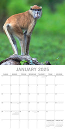 Monkey Business 2025 Square Wall Calendar Animals 16 Months Premium Planner Gift