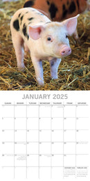 Piggies - 2025 Square Wall Calendar Pets Animals 16 Months Premium Planner Gift
