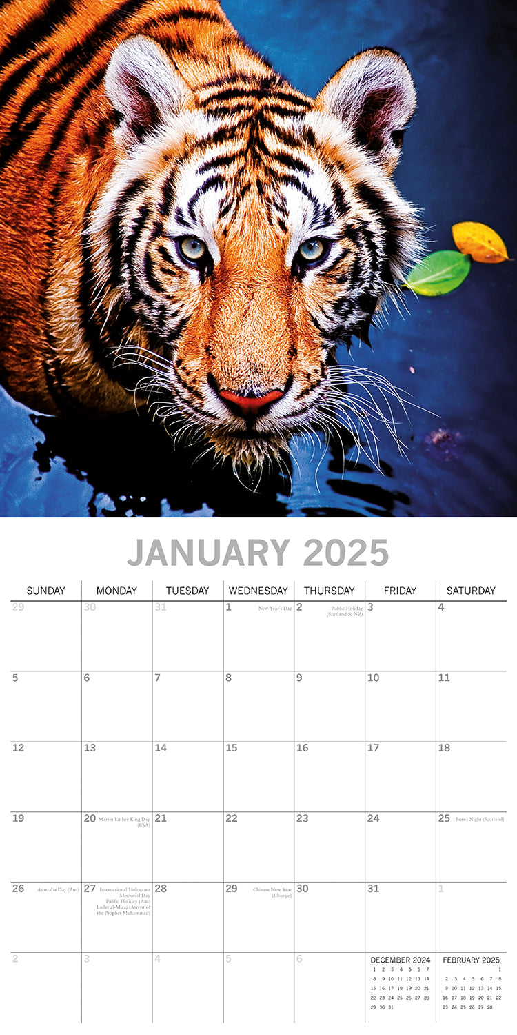 Tigers - 2025 Square Wall Calendar Pets Animals 16 Months Premium Planner Gift