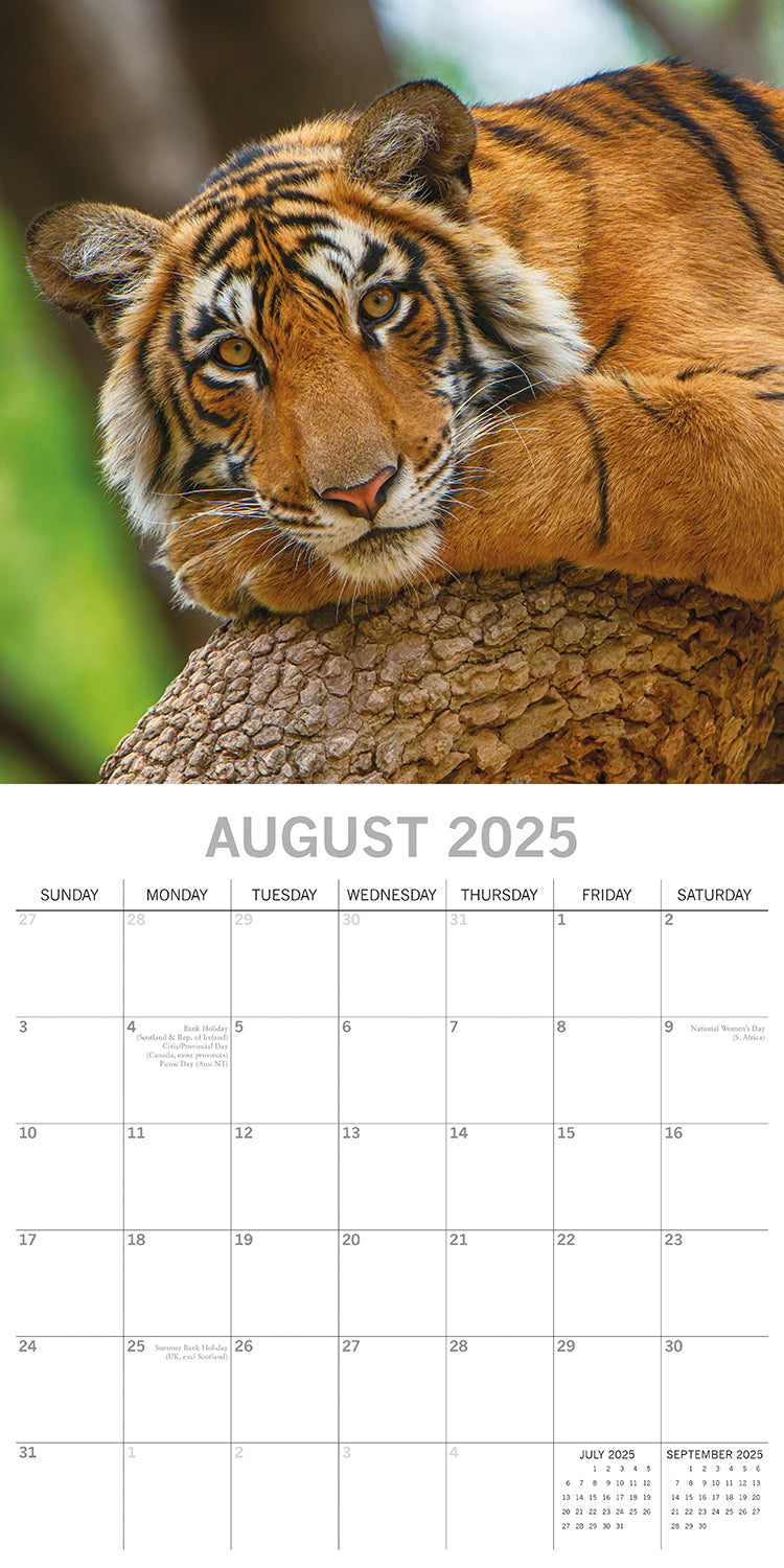 Tigers - 2025 Square Wall Calendar Pets Animals 16 Months Premium Planner Gift