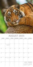 Tigers - 2025 Square Wall Calendar Pets Animals 16 Months Premium Planner Gift