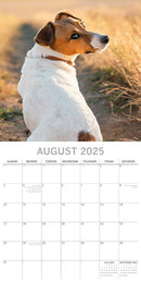 Jack Russells - 2025 Square Wall Calendar Dogs Pets Animals 16 Months Planner