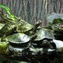 3D Reptile Box Background Plate Rock Stereoscopic Aquascape Tank Decoration - 1