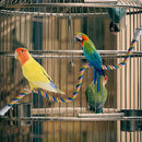 U Shaped Parrot Cotton Rope Climbing Toy Perch Stand for Bird Cage - 80cm
