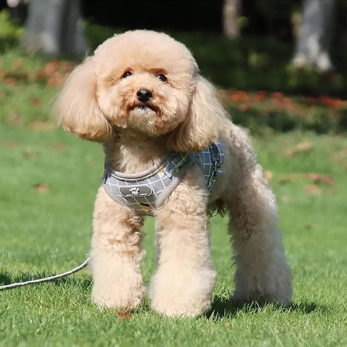 Grey Kitten Dog Cat Walking Harness Lead Leash Collar Pet Vest Mesh Adjustable - S