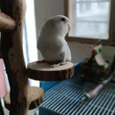 Parrot Stand Squirrel Training Swing Pet Stand Toy Small Pet Exercise Play