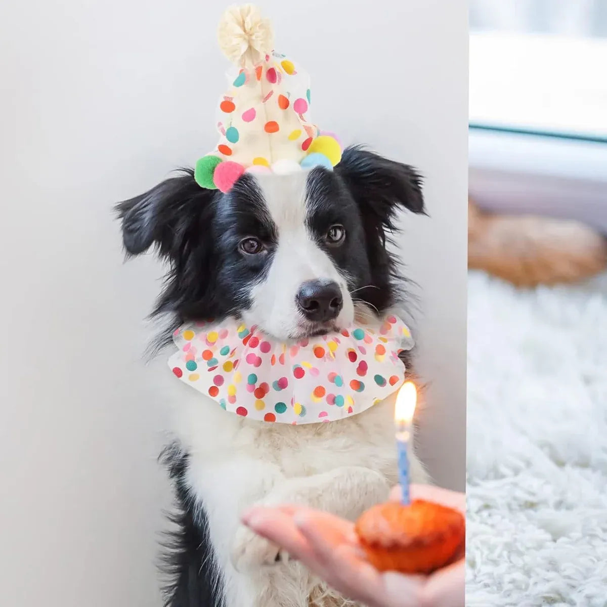 Dog Cat Birthday Dress Bib Felt Hat Party Supplies Drool Towel for Pet Parties - S