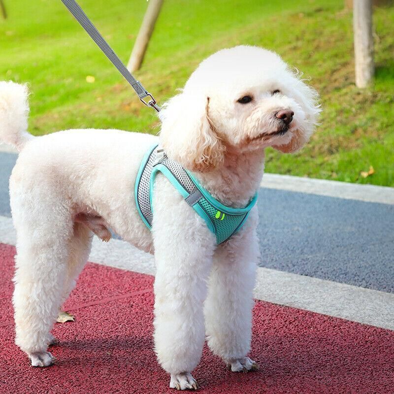 Pet Dog Harness Adjustable Reflective Breathable Outdoor Collars Strap Cat Leash Yellow - L