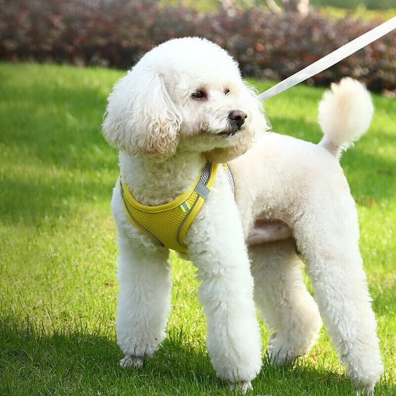 Pet Dog Harness Adjustable Reflective Breathable Outdoor Collars Strap Cat Leash Yellow - M
