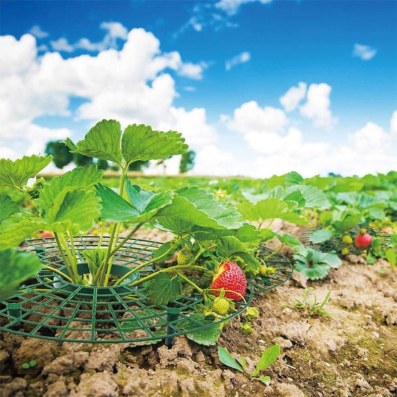 Strawberry Planting Shelf Garden Tools Vegetable Cultivation Rack Potted Stand