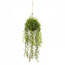 60cm Moss Ball w Senecio Hanging Artificial Plant Flower (with Rope) Fake