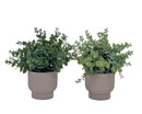 Bulk 24 Artificial Eucalyptus In Pot 24cm 2 Asst