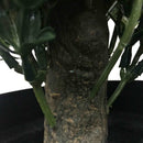 Artificial Topiary Shrub (Hedyotis) UV Resistant 50cm