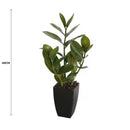 Potted Zanzibar 46cm