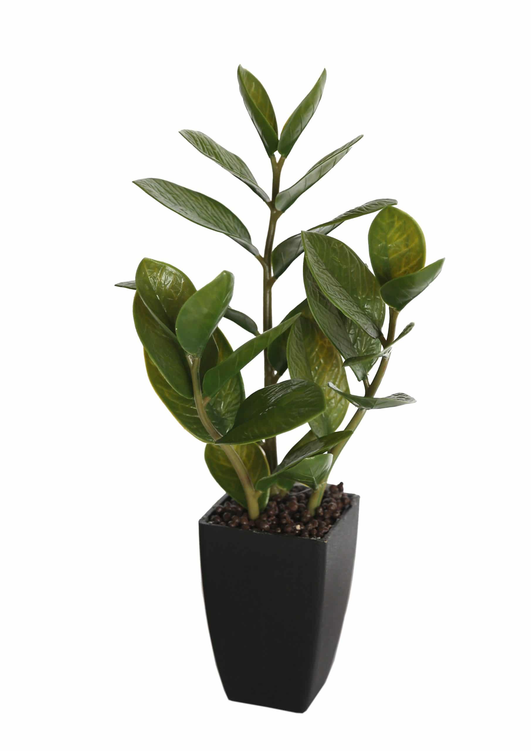 Potted Zanzibar 46cm