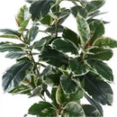 Artificial Bushy Variegated Ficus Tree (Rubber Tree) 120cm