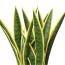 Artificial Mother in Law Tongue / Yellow Tongue Sansevieria UV Resistant 60cm