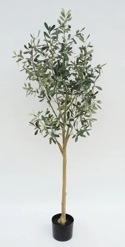 Olive Tree 145cm