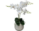 Orchid in Pot 62cm