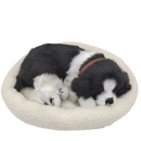 Sleepy Tails - Border Collie - Breathing