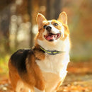 Dog Training Collar Compact Anti Barking Remote Control Stop Bark Waterproof - NuSea