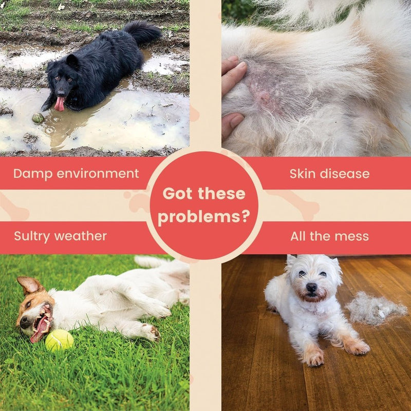 Floofi Elevated Pet Bed (XL Black) - NuSea