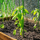 Green Fingers Garden Stakes Metal Plant Support 48pcs 60x1.1CM - NuSea