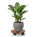 GREENHAVEN 2 Pack Plant Caddy with Lockable Wheels - Wood Color - NuSea