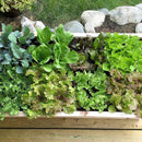 GREENHAVEN Seeding Square – Seed Spacer Tool for Optimal Plant Spacing - NuSea