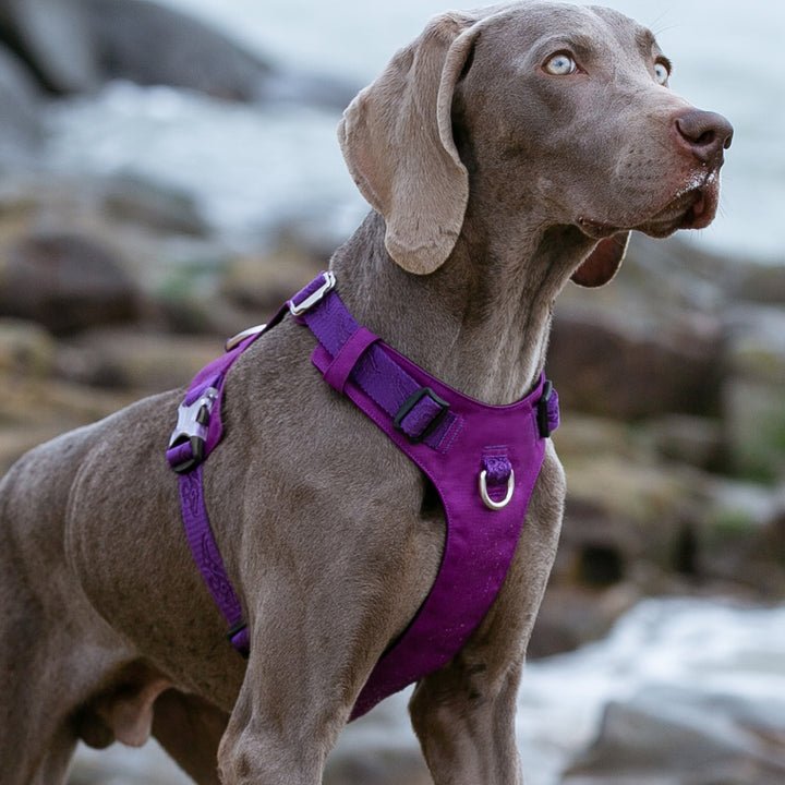 Lightweight Harness Purple XS - NuSea