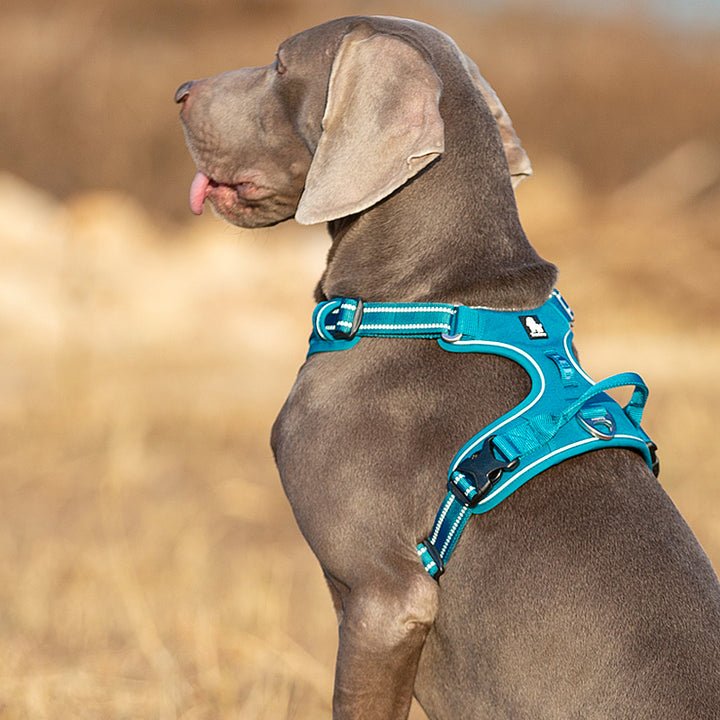 No Pull Harness Blue XS - NuSea