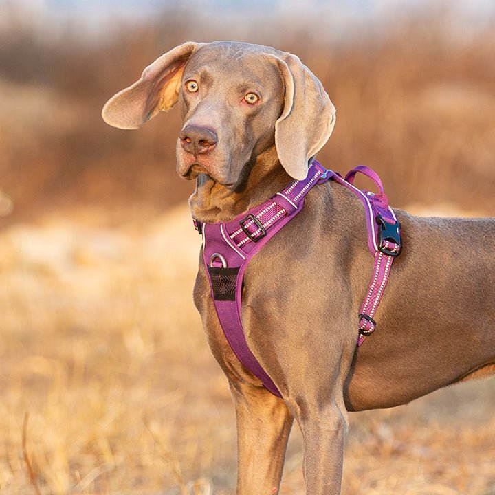 No Pull Harness Purple XL - NuSea