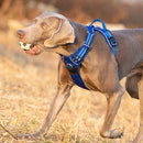 No Pull Harness Royal Blue L - NuSea