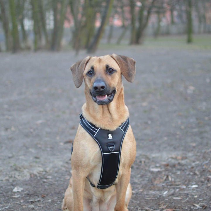 Reflective Heavy Duty Harness Black M - NuSea