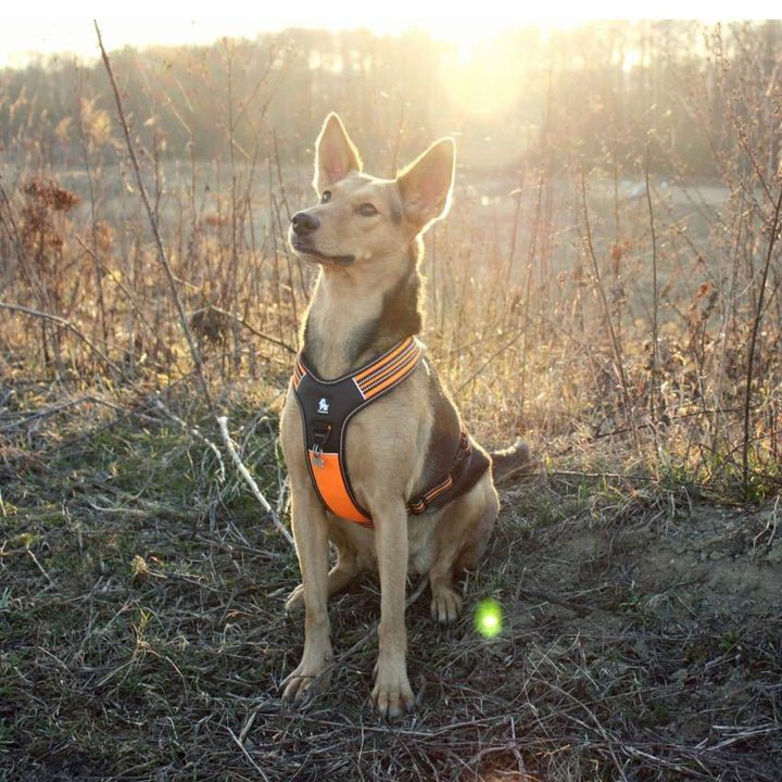 Reflective Heavy Duty Harness Orange M - NuSea