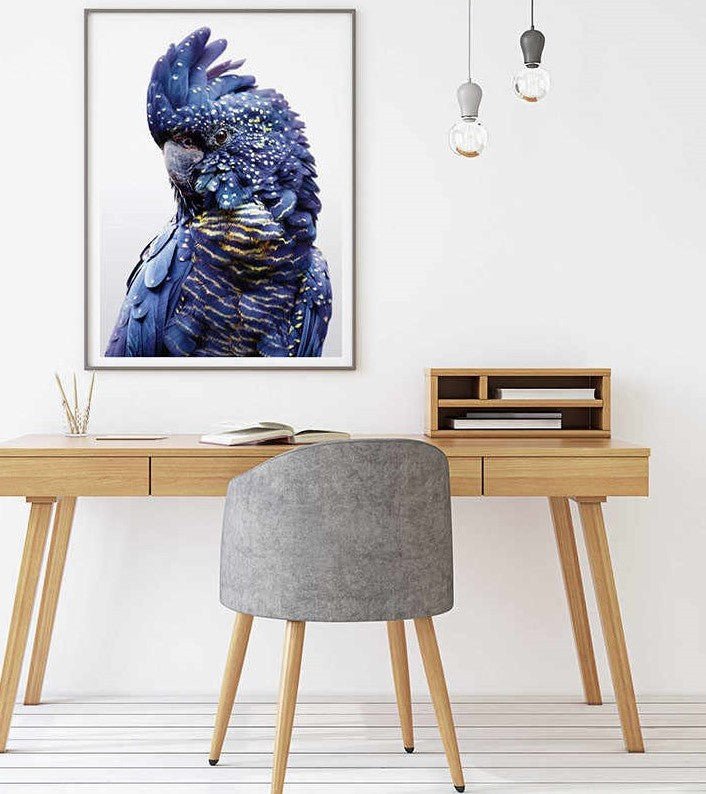 Wall Art 50cmx70cm Black Cockatoo A Black Frame Canvas - NuSea