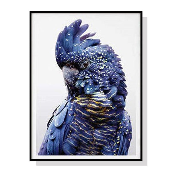 Wall Art 50cmx70cm Black Cockatoo A Black Frame Canvas - NuSea