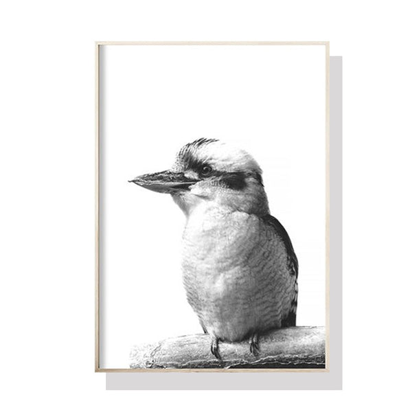 Wall Art 50cmx70cm Kookaburra Black Frame Canvas - NuSea