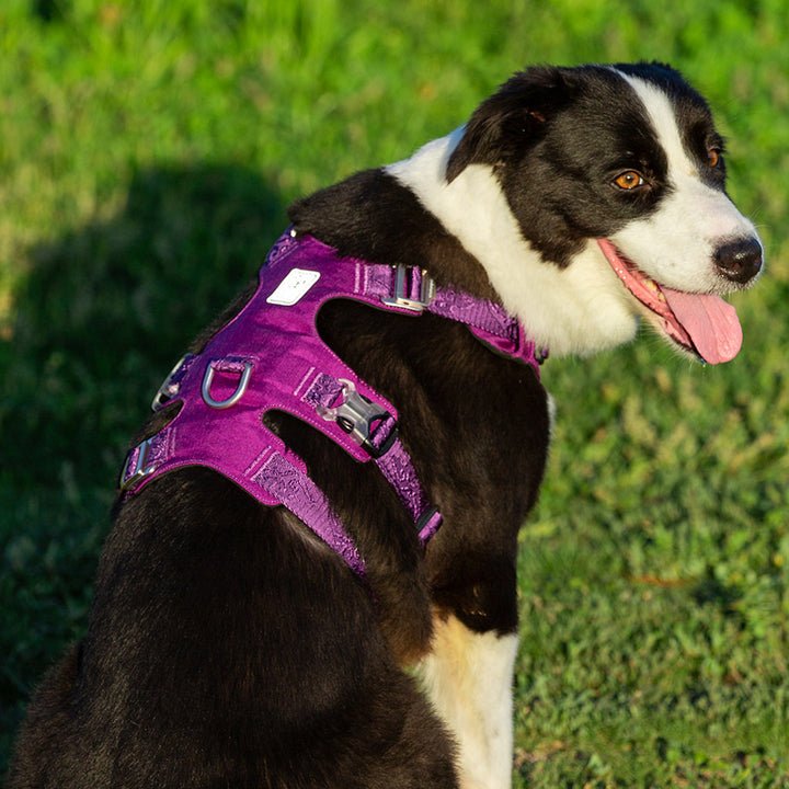 Whinhyepet Harness Purple L - NuSea